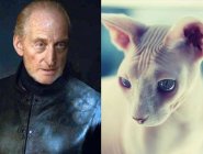 Персонажей «Игры престолов» сравнили с котами Персонажей «Игры престолов» сравнили с котами
