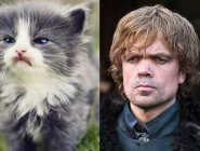 Персонажей «Игры престолов» сравнили с котами Персонажей «Игры престолов» сравнили с котами