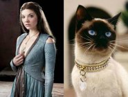 Персонажей «Игры престолов» сравнили с котами Персонажей «Игры престолов» сравнили с котами