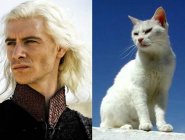 Персонажей «Игры престолов» сравнили с котами Персонажей «Игры престолов» сравнили с котами