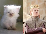 Персонажей «Игры престолов» сравнили с котами Персонажей «Игры престолов» сравнили с котами
