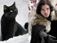 Персонажей «Игры престолов» сравнили с котами Персонажей «Игры престолов» сравнили с котами