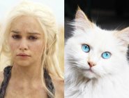 Персонажей «Игры престолов» сравнили с котами Персонажей «Игры престолов» сравнили с котами