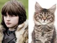 Персонажей «Игры престолов» сравнили с котами Персонажей «Игры престолов» сравнили с котами