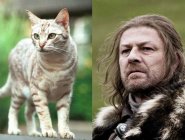Персонажей «Игры престолов» сравнили с котами Персонажей «Игры престолов» сравнили с котами